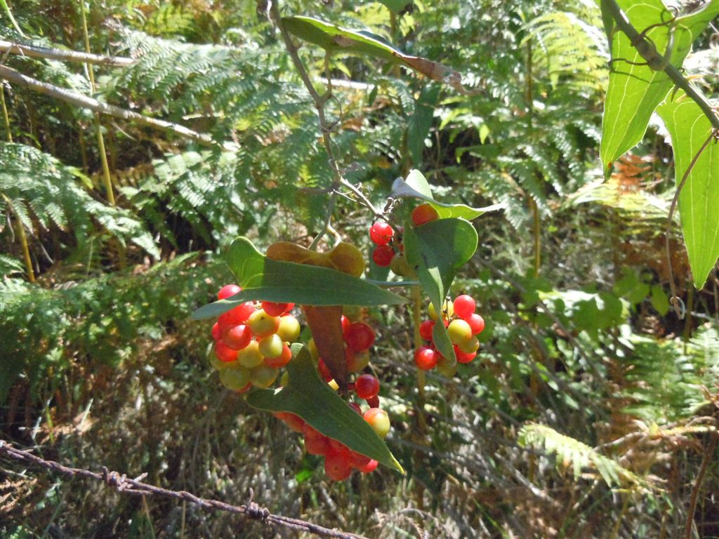 Pianta rampicante con frutti - Smilax aspera